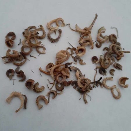 Calendula Seeds